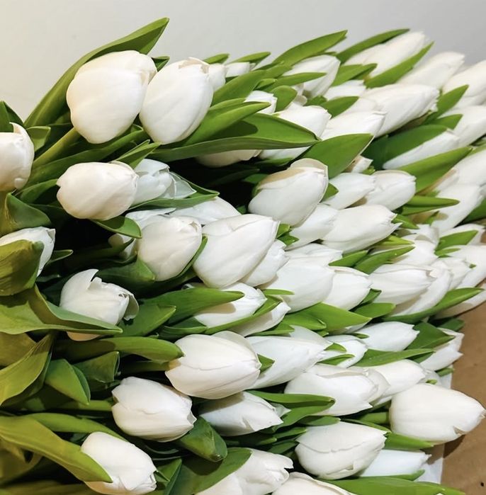 Принмаю пред заказы на тюльпаны