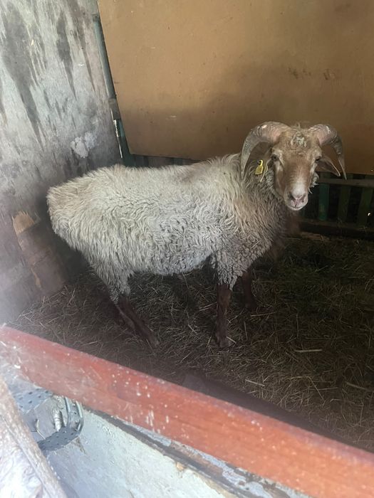 Продам кошкара..