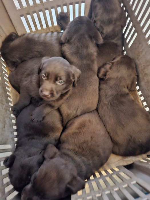 Pui  Labrador Retriever – 7 săptămâni, disponibili