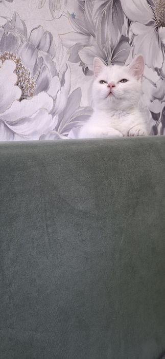 Скоттиш страйт девочка