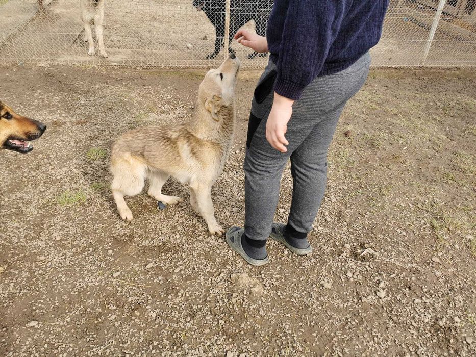 Catel,talie medie,5 ani, sterilizat, pentru adoptie responsabila
