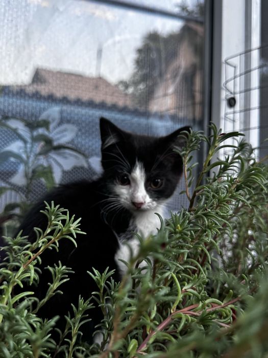 котята бесплатно