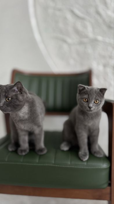 Котята Шотланки 4 мес