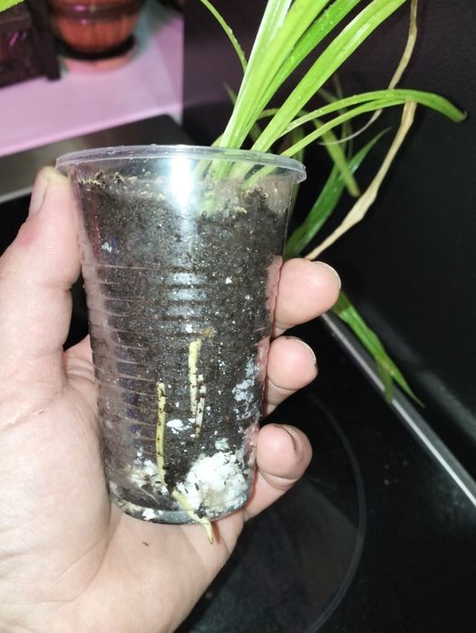 Продам цветы с хорошей корневой.