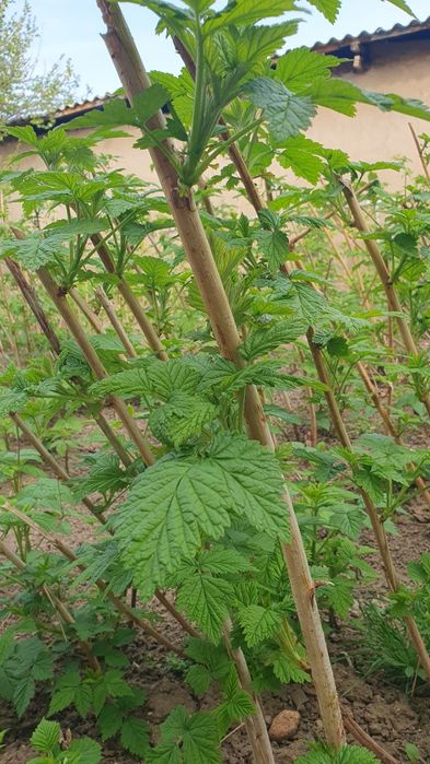 Продам саженцы малины