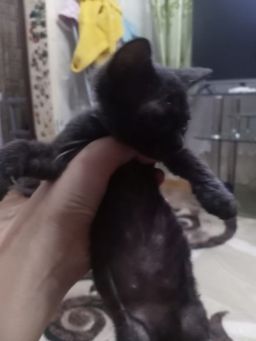 Отдам котят в хорошие руки
