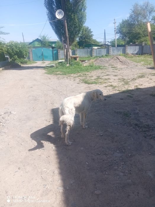 Дакумент на сабаку нет атақ сио харашо