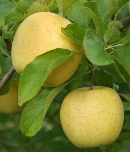 Мевали ва манзарали кучатлар