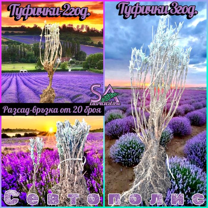 Лавандула разсад и лавандин – Български маслодайни рози (сортове)