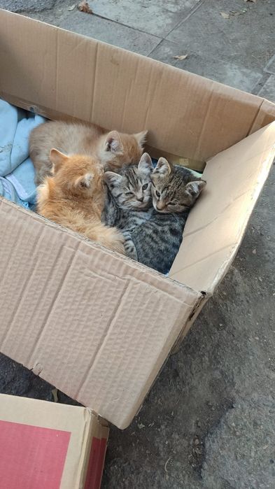 Котята маленькие
