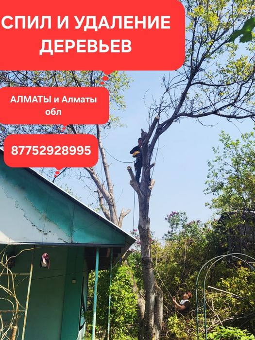 Спил и формовка деревьев