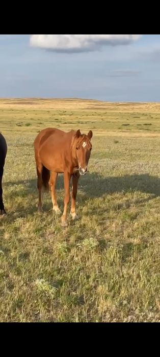 Жылқы сатылады оптом.