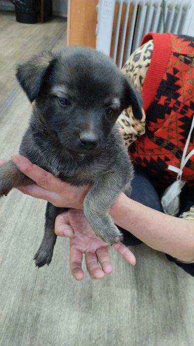 Отдам в добрые руки щенков.