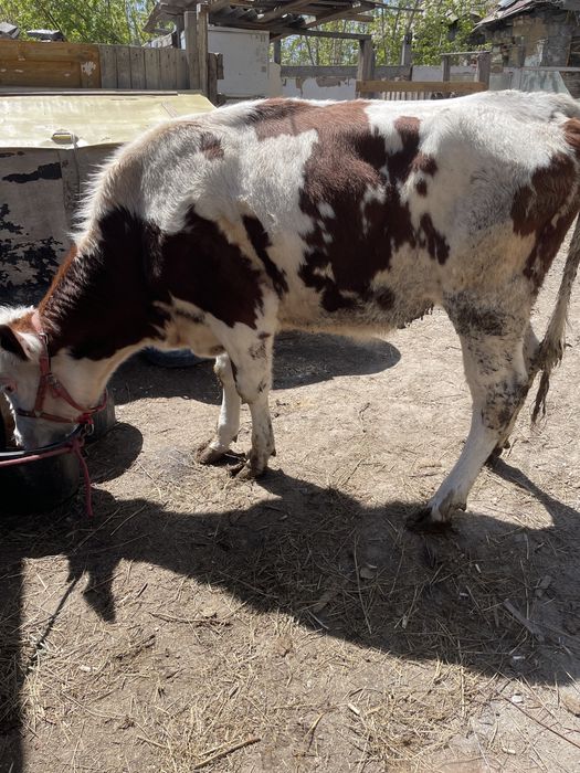 Продам двух бычков и телочку