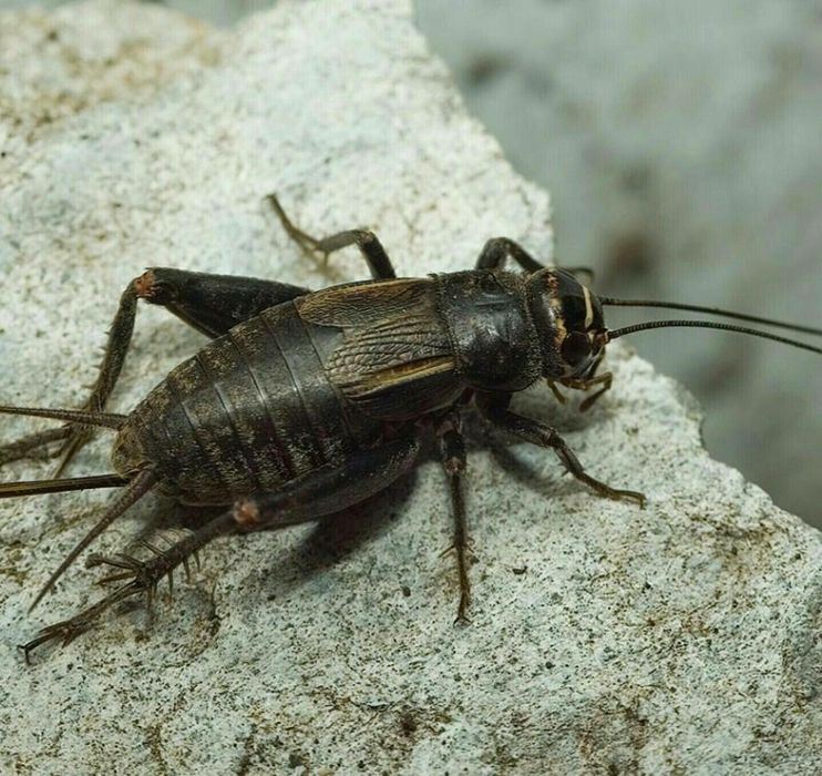 Кормовые насекомые