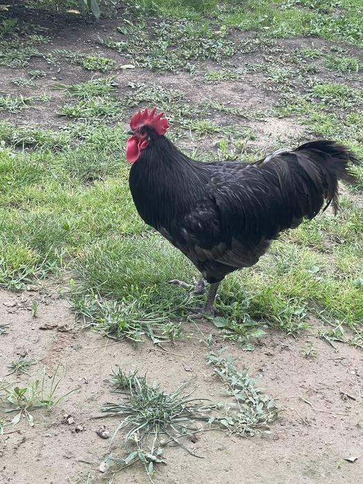 Cocos australorp disponibil