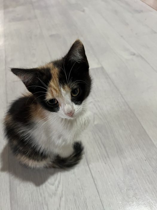 Беспоатно котята