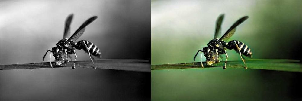 Creare Logo/Invitatii nuntă/Carti de vizita/Meniu/Etc