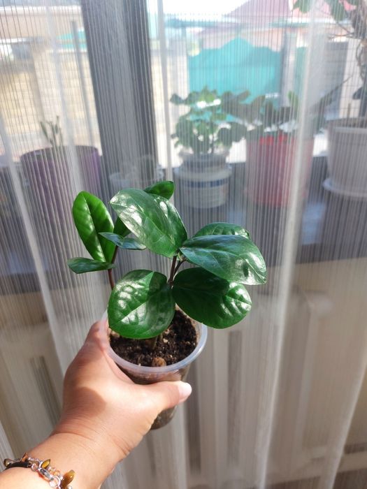 Замиакулькас (Доллоровое дерево)