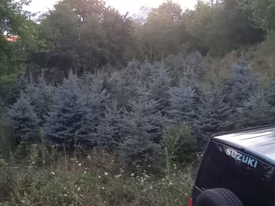 Tei mesteacan pawlonia braz artar