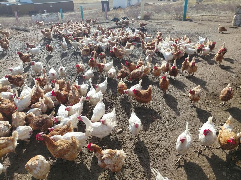 Продам несушек на выбор