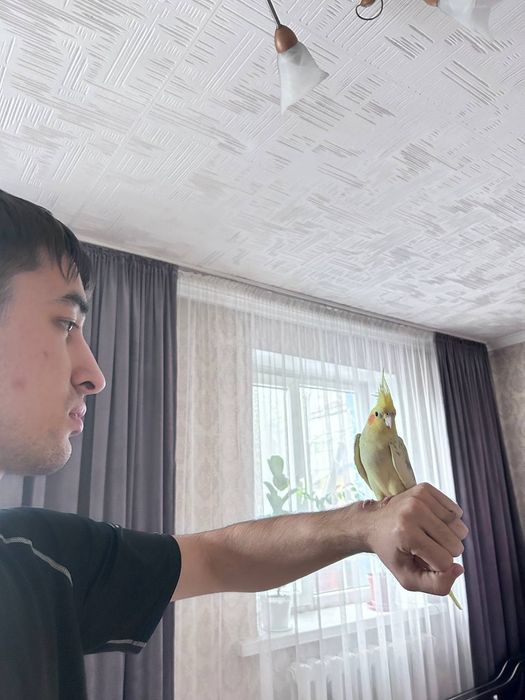 Попугай  Коррела