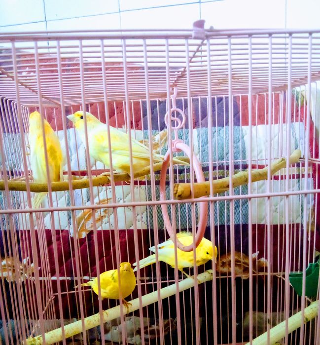 Канарейки  продам канареек и кенаров