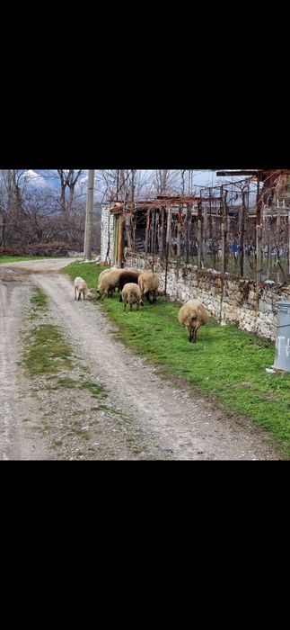 Овце и агнета                           .