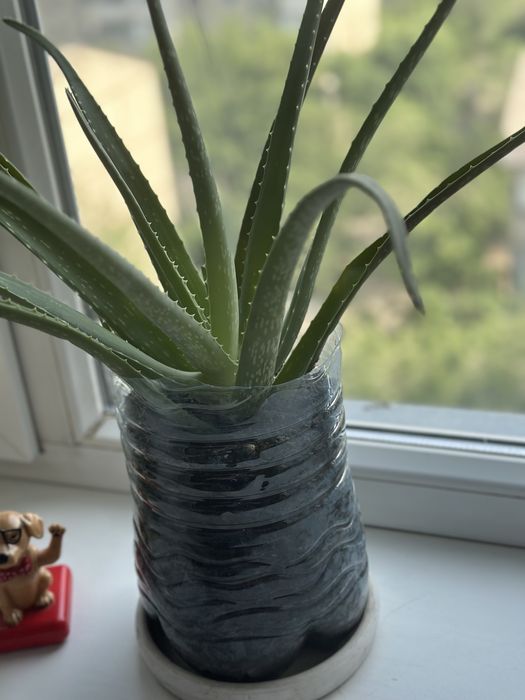 Алое Вера 5-летний