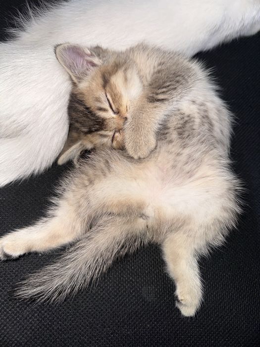 Продается котенок!!!