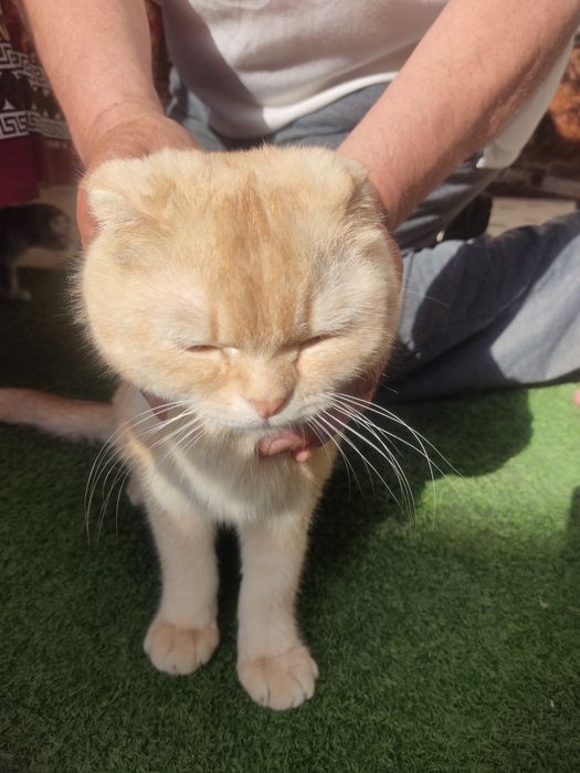 Scottish fold кошка