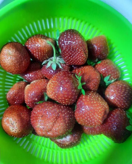 Продам саженцы клубники...