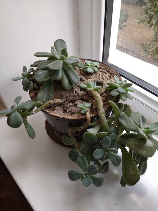 Комнатный цветочек