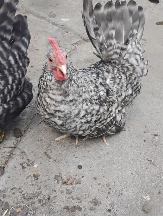 Cocoșel chabo barat