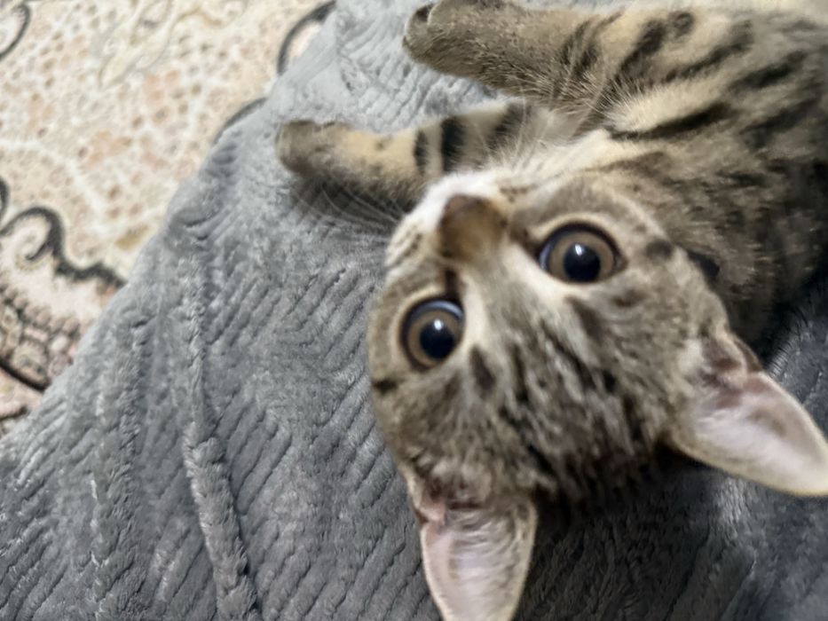 Кошку в добрые руки