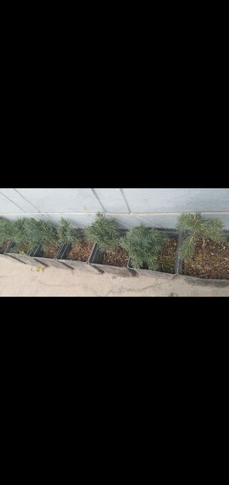 BOĜBONProfi boĝbonprofi