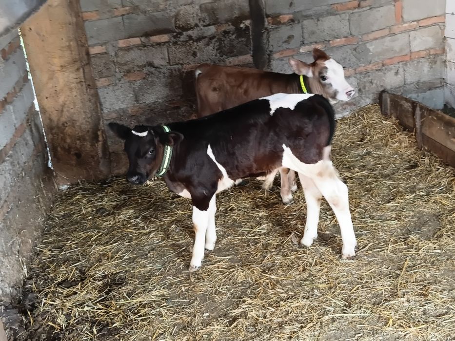 Vand 2 vitei baltati