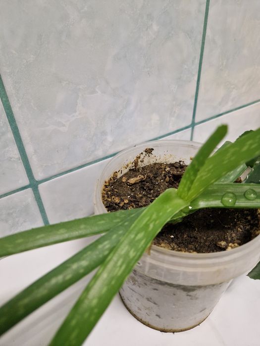 Plante pentru apartament pret mic