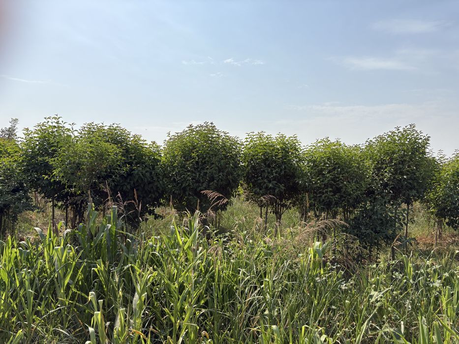 Бирючина блестящая