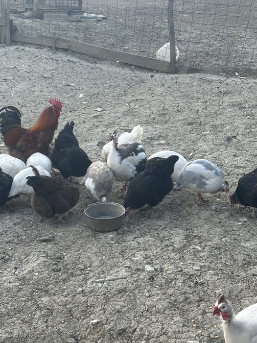 Oua de bibilica 5 lei bucata