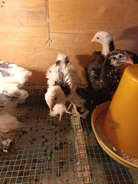 Цыплята Брама мрамор