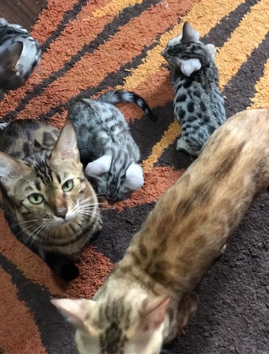Бенгальские котята