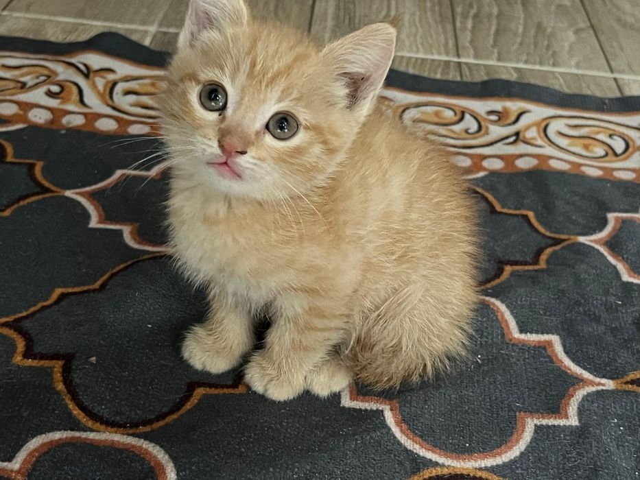 Отдам котят в добрые руки