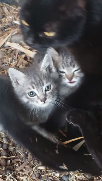 Отдам котят в хорошие руки