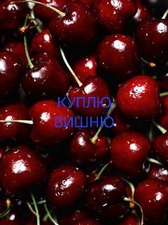 Вишня Вишня Вишня Вишня