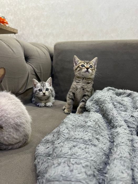 Британские котята мальчики и девочки