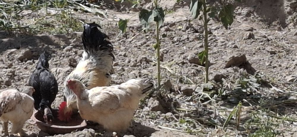 Samarqand shaharda  damashni tovuqlar sotiladi bramasiyam bor