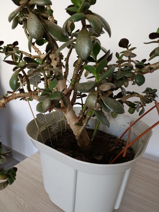 Денежное дерево бонсай