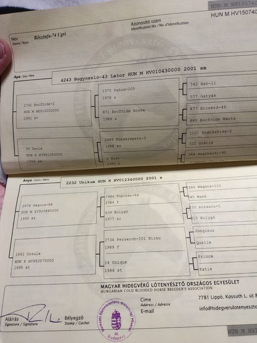 Armăsar greu pentru monta