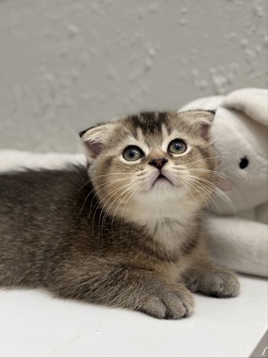 Шотландски котенца